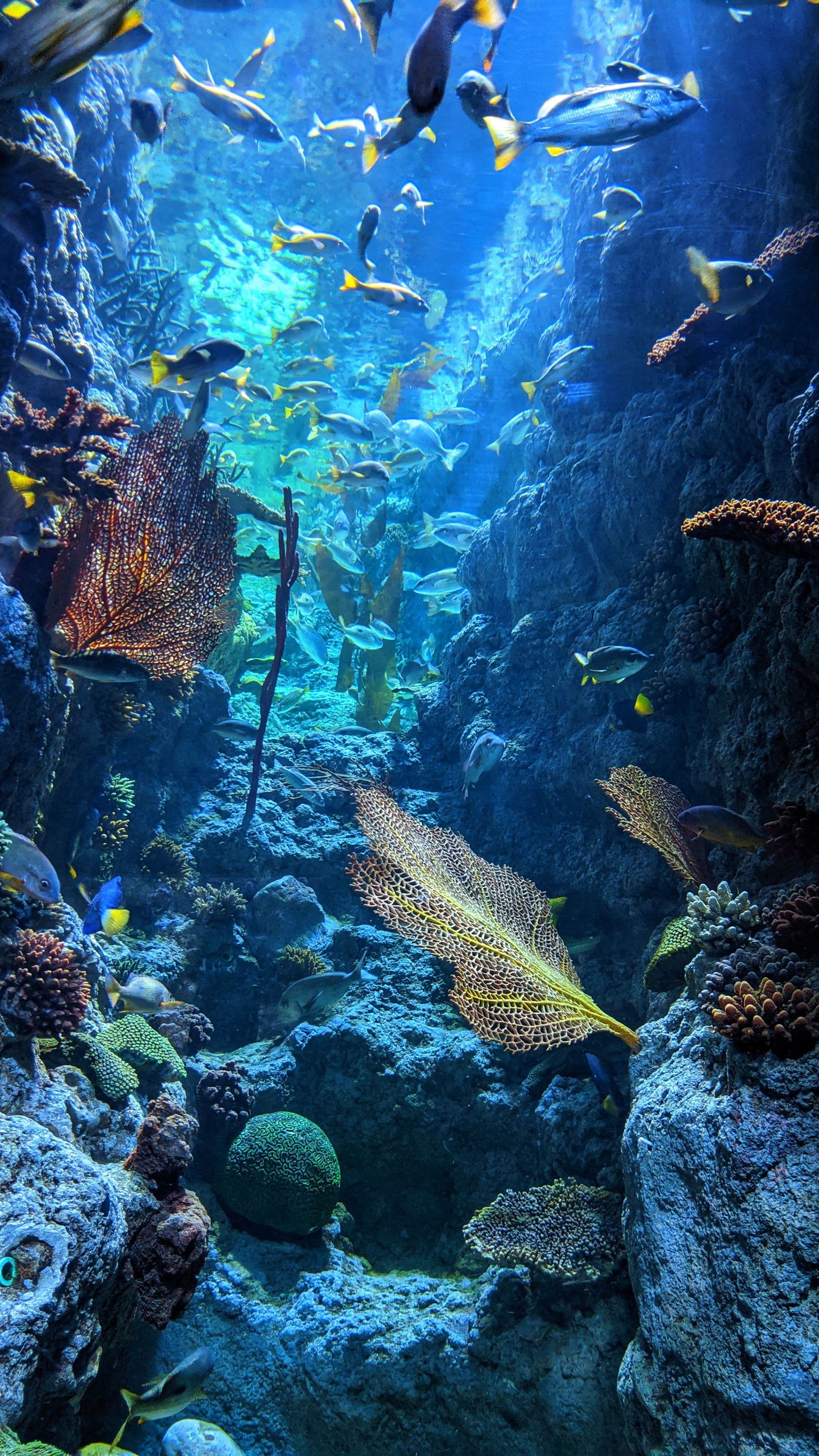 colourful reef with tropical fish picture