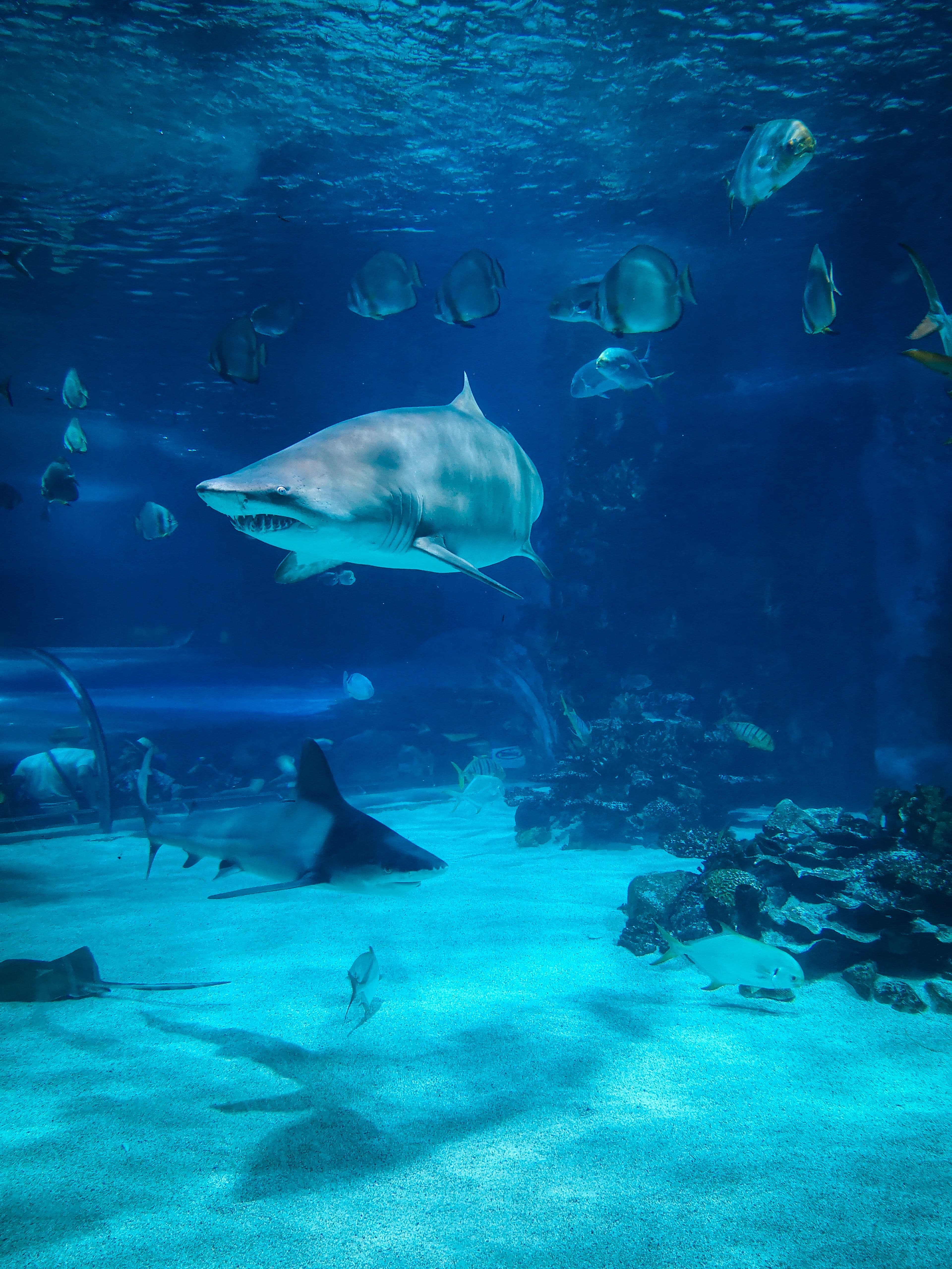 Sharks in an aquarium